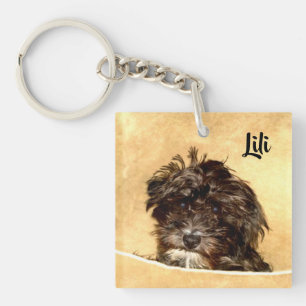 Schnoodle Chien double face