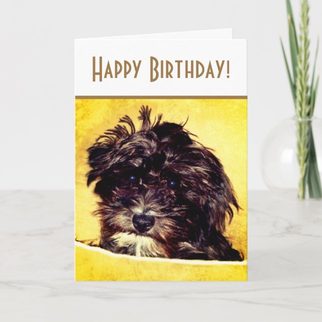 Schnoodle Dog Bright Birthday Card (Front)