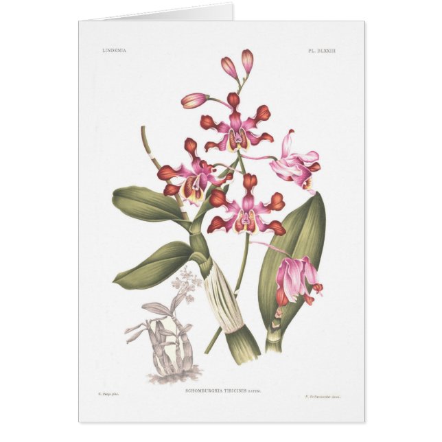 Schomburgkia tibicinis (Front)