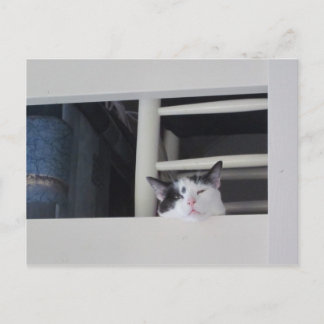 Schöne Aussicht Postcard