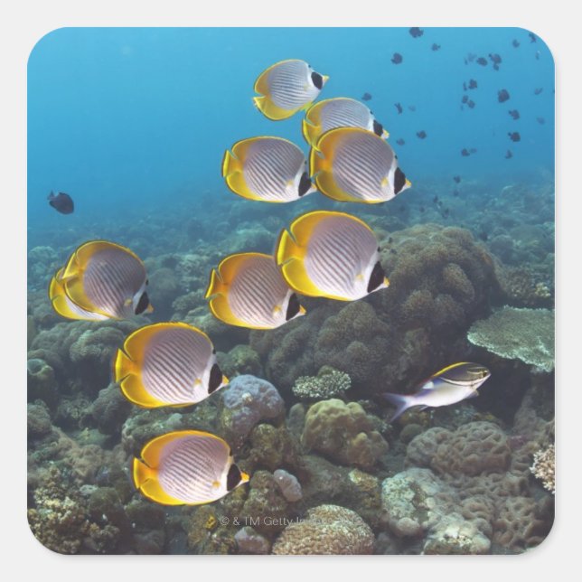 School of angelfish square sticker (Front)