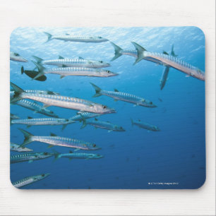 School of blackfin barracuda (Sphyraena qenie) Mouse Pad