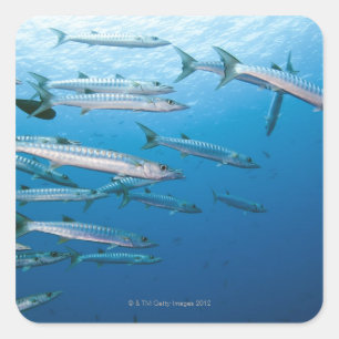 School of blackfin barracuda (Sphyraena qenie) Square Sticker