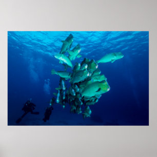 "School of Bumpheaded Parrot Fish" Poster