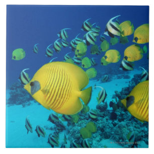 School of Butterfly Fish Swimming on the Seabed Tile