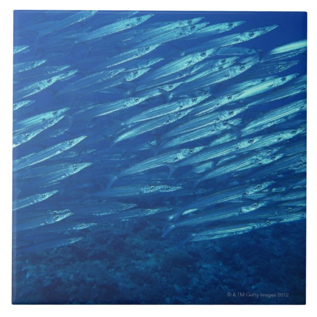 School of Fish 11 Tile (Front)