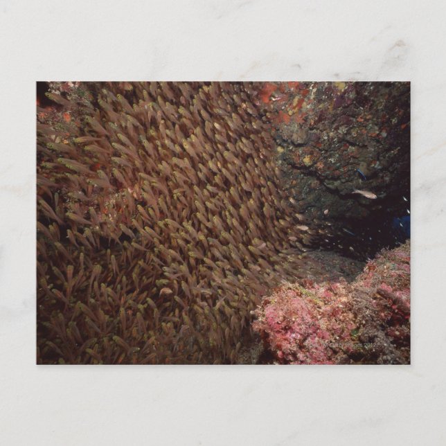 School of Fish 2 Postcard (Front)