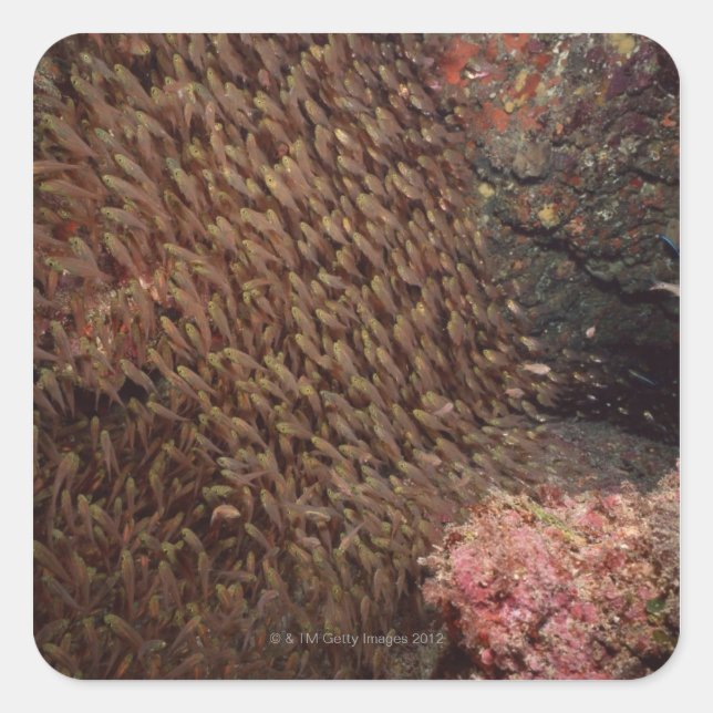 School of Fish 2 Square Sticker (Front)