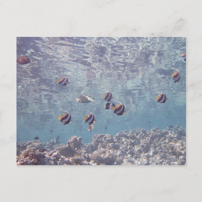 School of Fish 3 Postcard (Front)
