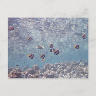 School of Fish 3 Postcard