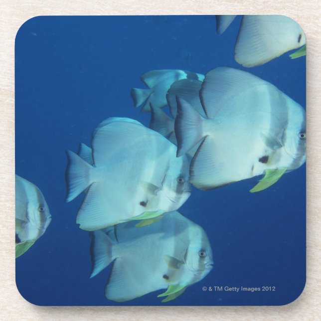 School of Fish 5 Coaster (Front)