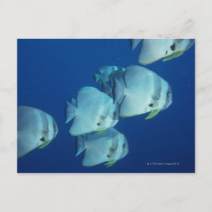 School of Fish 5 Postcard