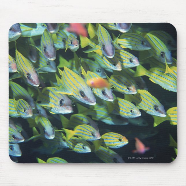 School of Fish 7 Mouse Pad (Front)