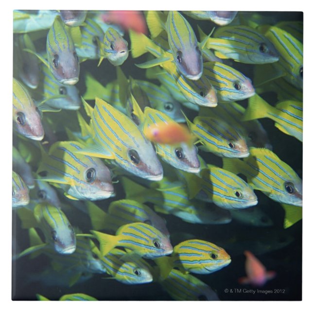 School of Fish 7 Tile (Front)