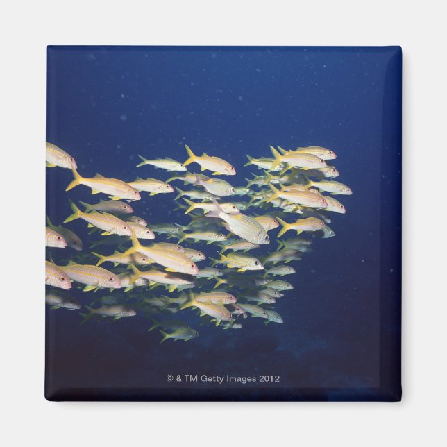 School of Fish 8 Magnet (Front)