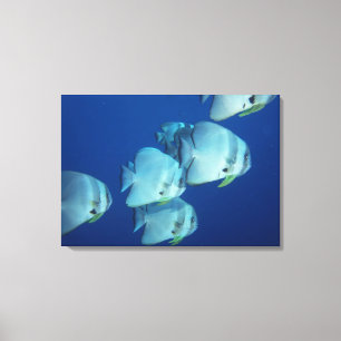 School of Fish Canvas Print