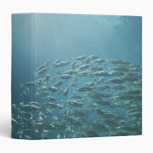 School of fish, Nassau, Bahamas Binder