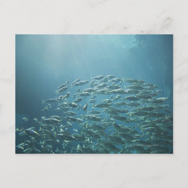 School of fish, Nassau, Bahamas Postcard (Front)