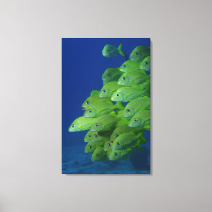 School of french bluestriped and margate grunts canvas print