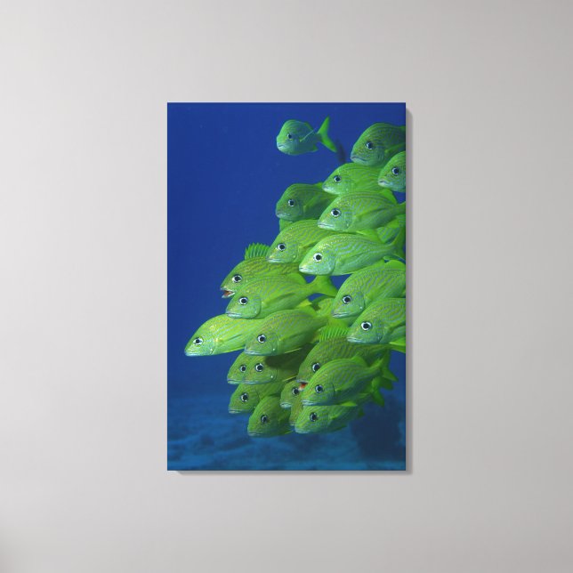 School of french bluestriped and margate grunts canvas print (Front)