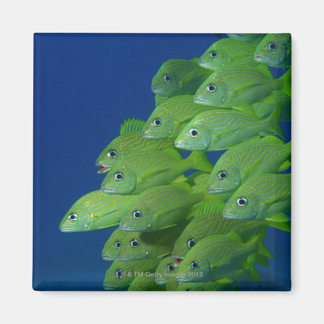 School of french bluestriped and margate grunts magnet (Front)