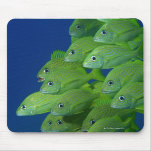 School of french bluestriped and margate grunts mouse pad