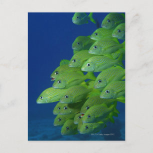 School of french bluestriped and margate grunts postcard