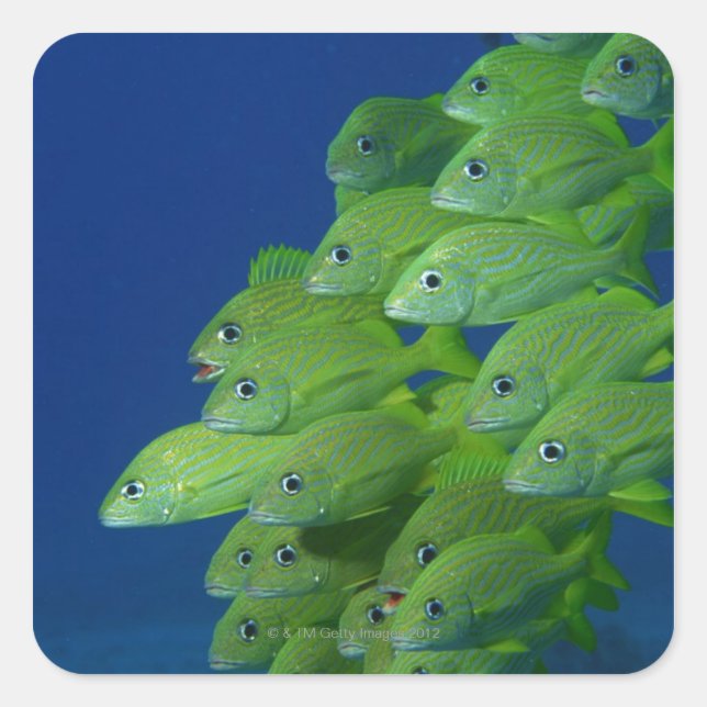 School of french bluestriped and margate grunts square sticker (Front)