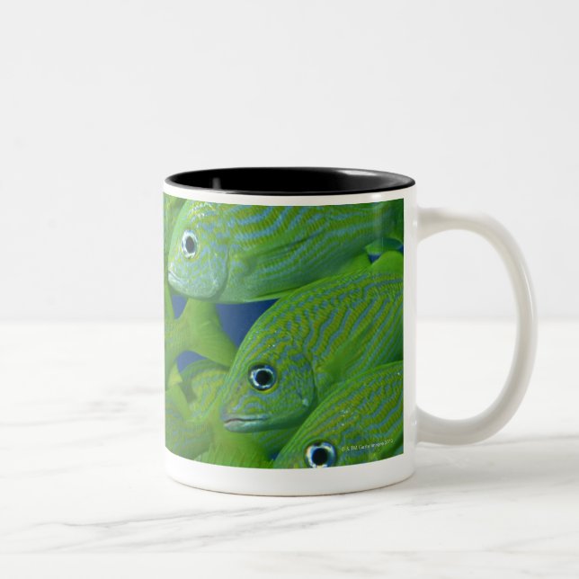 School of french bluestriped and margate grunts Two-Tone coffee mug (Right)