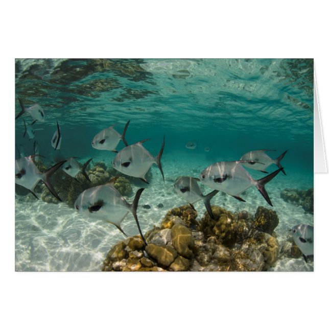 School of Permit Fish (Front Horizontal)