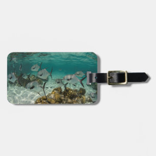 School of Permit Fish Luggage Tag