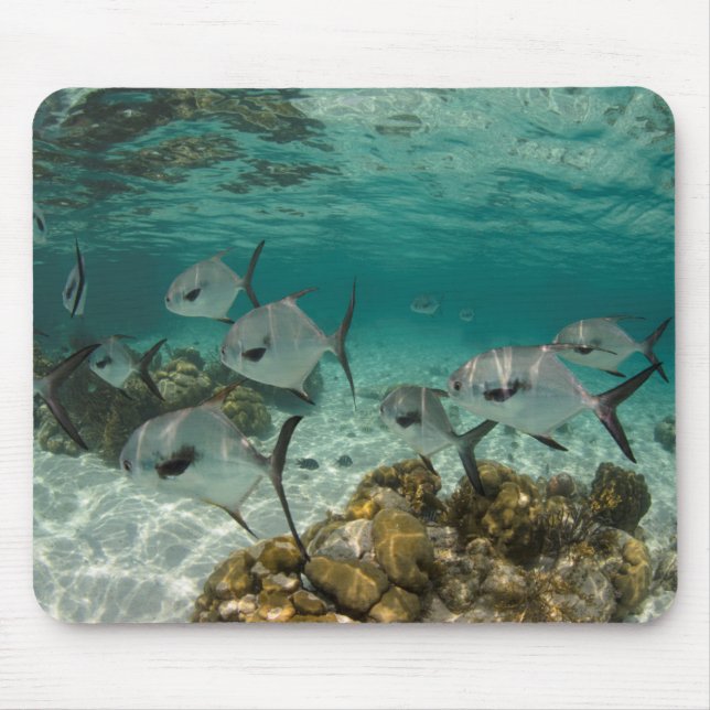 School of Permit Fish Mouse Pad (Front)