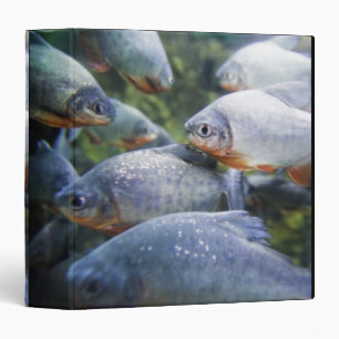 School of Piranhas (Pygocentrus nattereri) Binder