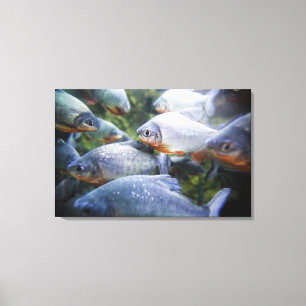 School of Piranhas (Pygocentrus nattereri) Canvas Print