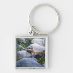 School of Piranhas (Pygocentrus nattereri) Keychain