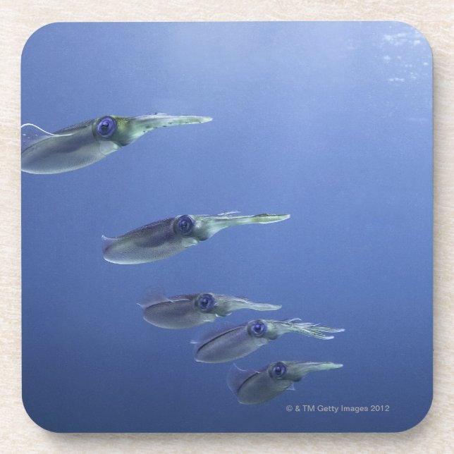 School of squid in the Caribbean Coaster (Front)
