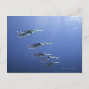 School of squid in the Caribbean Postcard