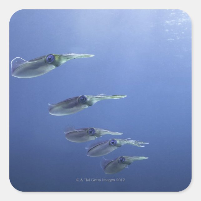 School of squid in the Caribbean Square Sticker (Front)