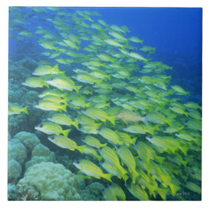 School of swimming bluelined snappers tile