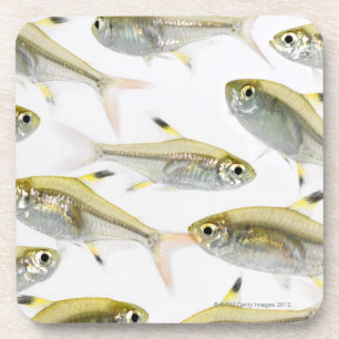 School of X-ray tetra fish (Pristella Coaster