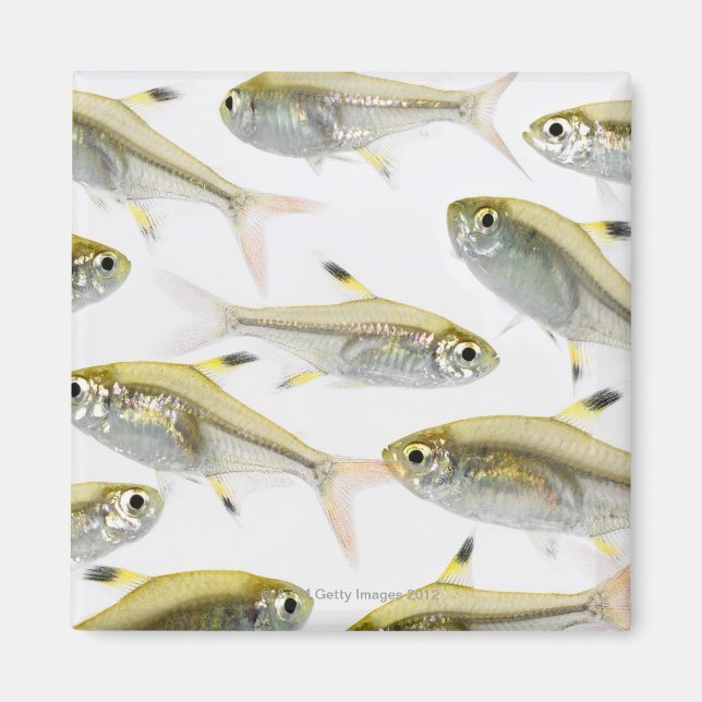 School of X-ray tetra fish (Pristella Magnet (Front)