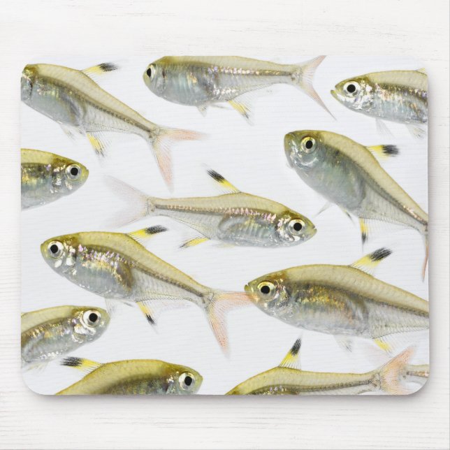 School of X-ray tetra fish (Pristella Mouse Pad (Front)