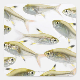 School of X-ray tetra fish (Pristella Square Sticker