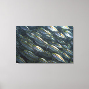 School of Yellow jacks (Carangoides) Canvas Print
