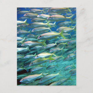 School of Yellow Tailed Goatfish Postcard
