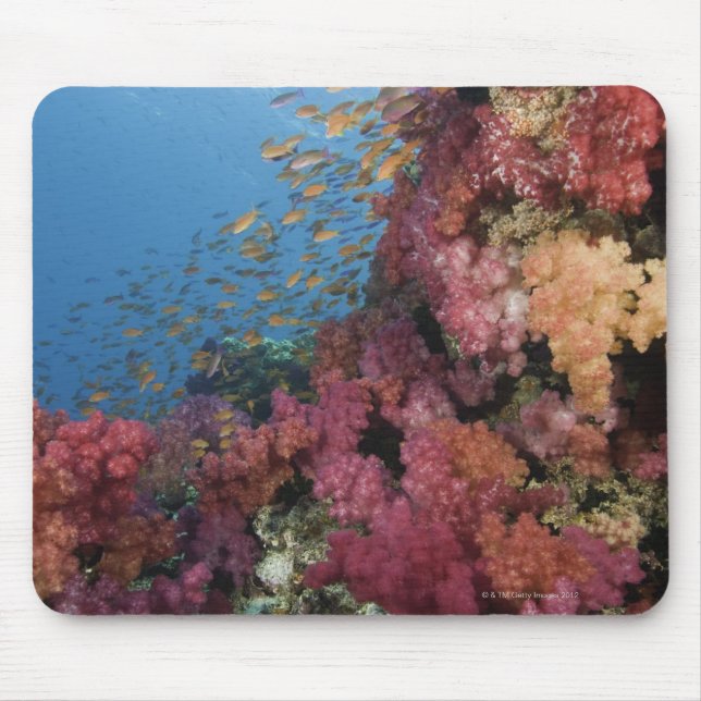 Schooling Fairy Basslets 2 Mouse Pad (Front)