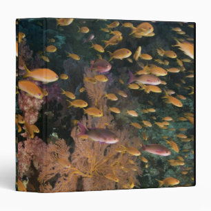 Schooling Fairy Basslets Binder