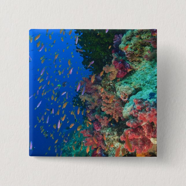 Schooling Fairy Basslets (Pseudanthias 2 Inch Square Button (Front)