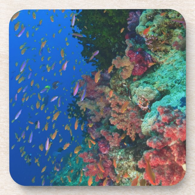 Schooling Fairy Basslets (Pseudanthias Coaster (Front)