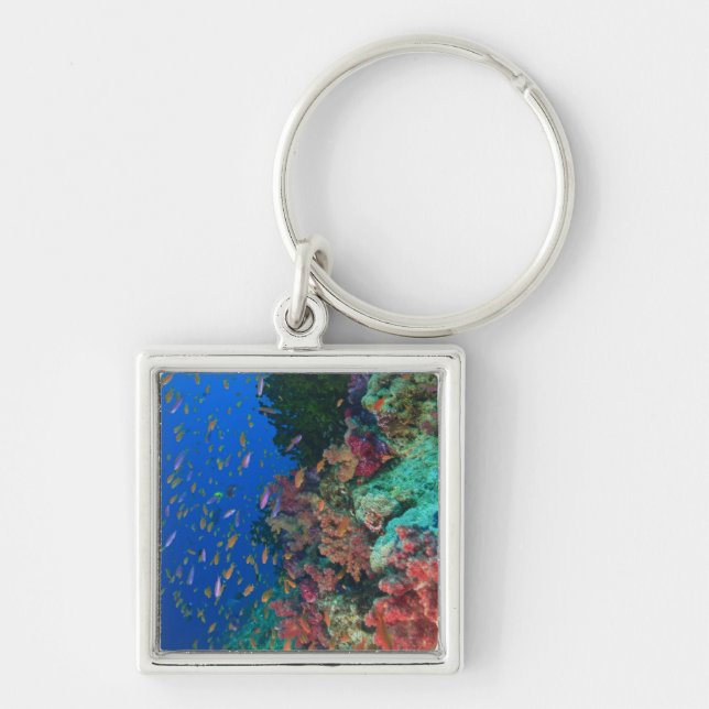 Schooling Fairy Basslets (Pseudanthias Keychain (Front)